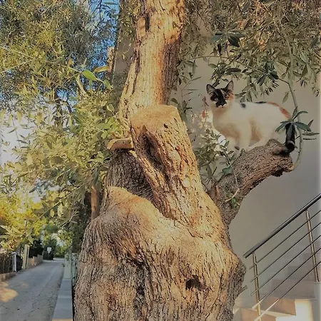 Apartmán Spitaki Potos